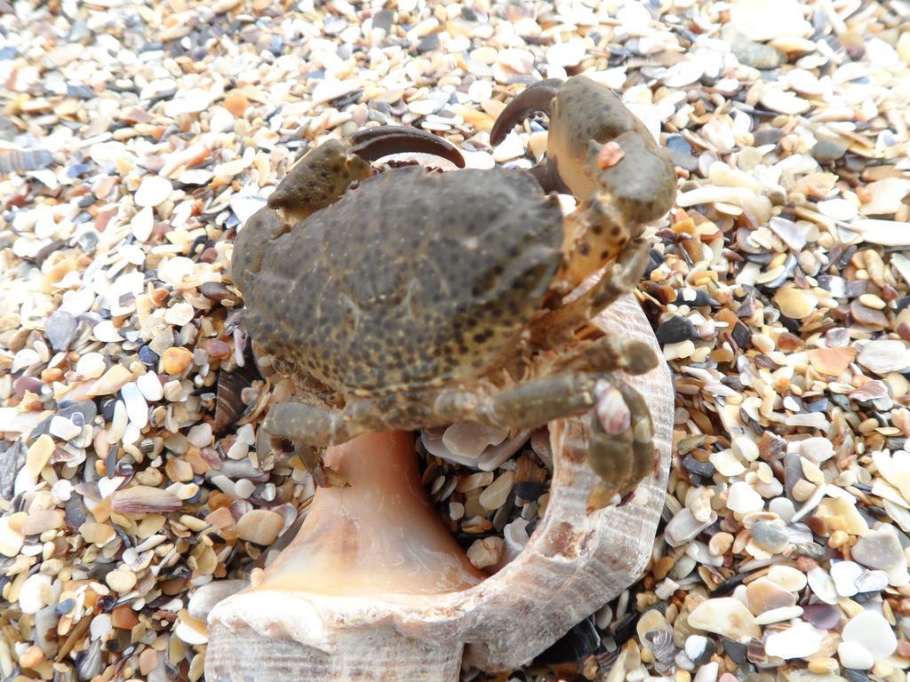 Vilele Brise De Mer Două Mai Εξωτερικό φωτογραφία